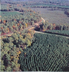 Forest Management in TN, Forest Management in MS, Pine Thinning, Hardwood Thinning